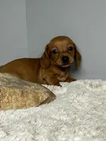 Rosy, a female Miniature Dachshund for sale in Rural Retreat, VA – 4 of 6