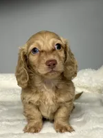 Jake, a male Miniature Dachshund for sale in Rural Retreat, VA – 2 of 6