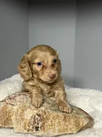 Jake, a male Miniature Dachshund for sale in Rural Retreat, VA – 5 of 6