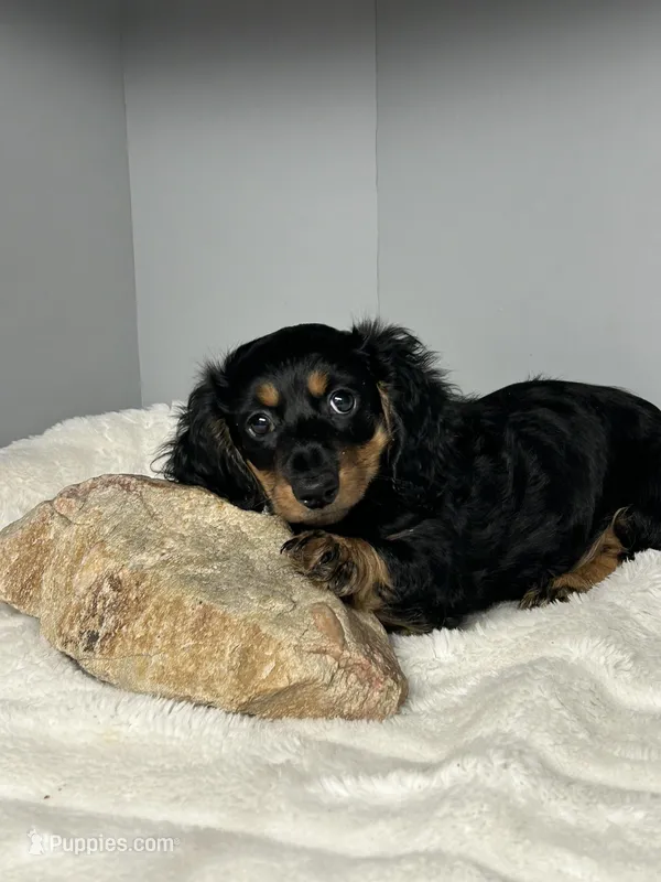 Kobe – Miniature Dachshund puppy for sale in Rural Retreat, VA
