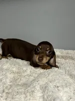 Pete, a male Miniature Dachshund for sale in Rural Retreat, VA – 1 of 5