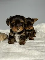 Bentley, a male Yorkshire Terrier for sale in Rural Retreat, VA – 4 of 6