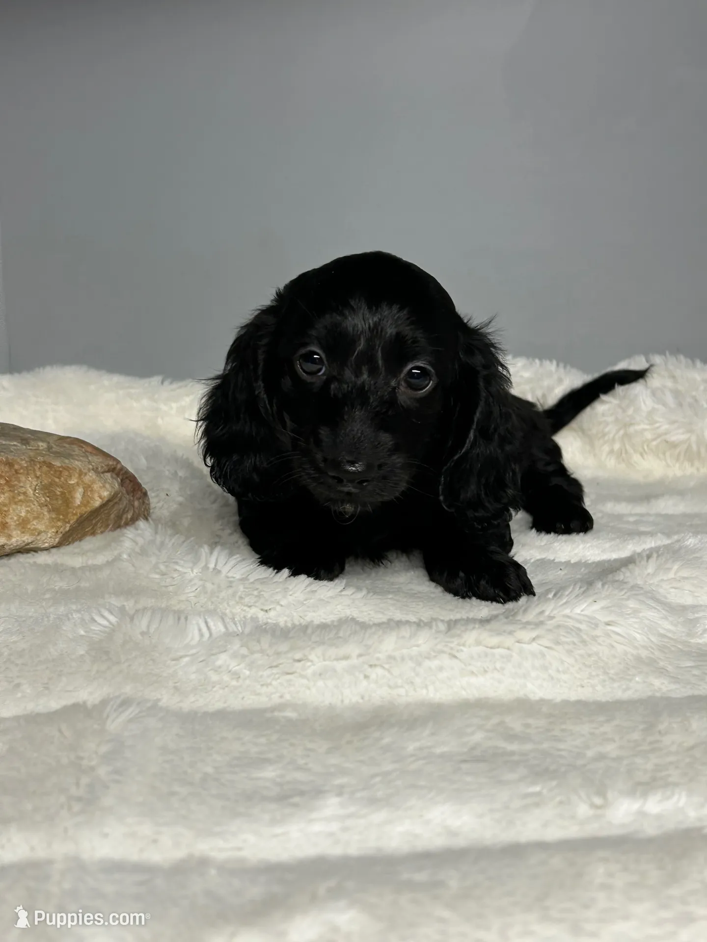 Ace, a male Miniature Dachshund for sale in Rural Retreat, VA – 4 of 5