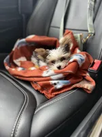 Grim , a male Yorkshire Terrier for sale in Springfield, MO – Photo 8 of 10