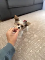 Grim , a male Yorkshire Terrier for sale in Springfield, MO – Photo 7 of 10