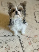 Grim , a male Yorkshire Terrier for sale in Springfield, MO – Photo 6 of 10