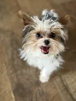 Grim , a male Yorkshire Terrier for sale in Springfield, MO – Photo 5 of 10