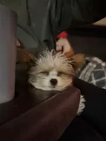 Grim , a male Yorkshire Terrier for sale in Springfield, MO – Photo 4 of 10