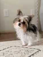 Grim , a male Yorkshire Terrier for sale in Springfield, MO – Photo 1 of 10