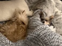 Grim , a male Yorkshire Terrier for sale in Springfield, MO – Photo 10 of 10