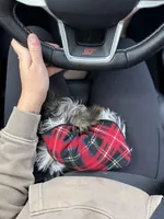 Grim , a male Yorkshire Terrier for sale in Springfield, MO – Photo 9 of 10