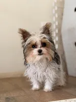 Grim , a male Yorkshire Terrier for sale in Springfield, MO – Photo 2 of 10