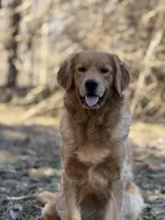 Zoey , a female Golden Retriever for sale in Springfield, MO – Photo 6 of 9