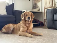 Zoey , a female Golden Retriever for sale in Springfield, MO – Photo 3 of 9