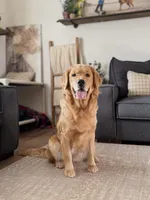 Zoey , a female Golden Retriever for sale in Springfield, MO – Photo 1 of 9