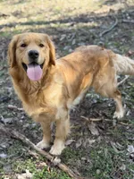 Zoey , a female Golden Retriever for sale in Springfield, MO – Photo 4 of 9