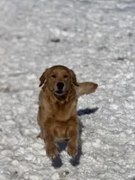 Zoey , a female Golden Retriever for sale in Springfield, MO – Photo 5 of 9