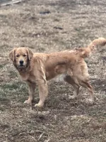 Zoey , a female Golden Retriever for sale in Springfield, MO – Photo 2 of 9