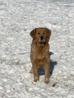 Zoey , a female Golden Retriever for sale in Springfield, MO – Photo 7 of 9