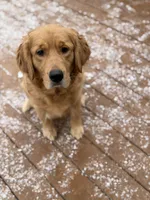 Zoey , a female Golden Retriever for sale in Springfield, MO – Photo 9 of 9