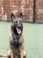 Riddick , a male Belgian Malinois for sale in Springfield, MO – 2 of 2