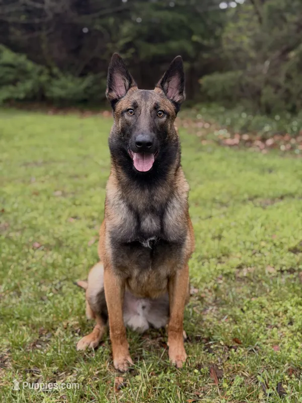 Riddick  – Belgian Malinois puppy for sale in Springfield, MO