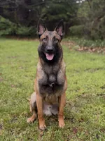 Riddick , a male Belgian Malinois for sale in Springfield, MO – 1 of 2