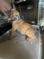 Coco, a female American Bully for sale in Greenville, SC – Photo 3 of 4