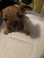 Coco, a female American Bully for sale in Greenville, SC – Photo 2 of 4