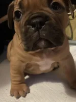 Coco, a female American Bully for sale in Greenville, SC – Photo 1 of 4