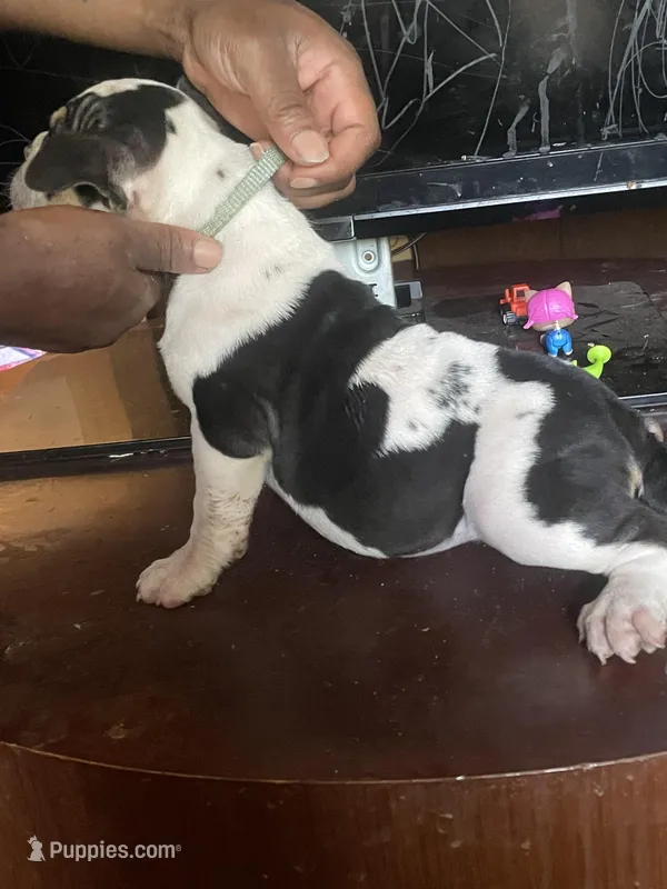 Cowgirl – American Bully puppy for sale in Greenville, SC