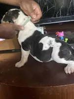 Cowgirl, a female American Bully for sale in Greenville, SC – Photo 1 of 3