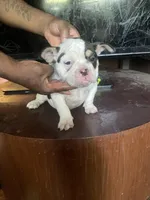 Cowgirl, a female American Bully for sale in Greenville, SC – Photo 3 of 3