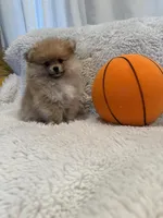 Cooper, a male Pomeranian for sale in Fair Oaks, CA – Photo 3 of 3