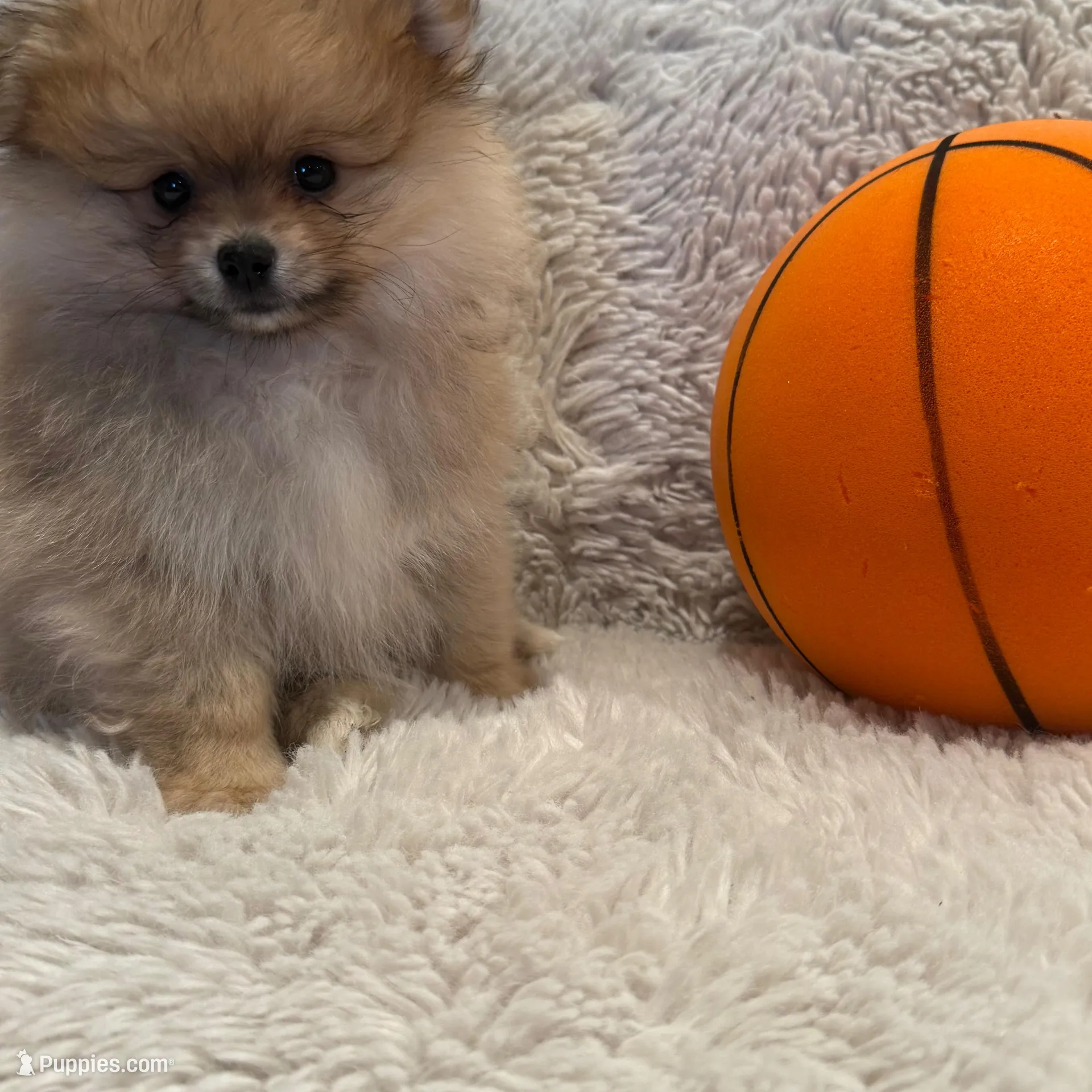 Cooper, a male Pomeranian for sale in Fair Oaks, CA – Photo 2 of 3