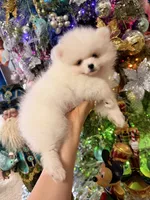 processed/4b8dfd10-c92f-489d-8f3d-d0e0c6d1f4df/listing/768817fc-7714-4326-82f3-336eaee013f7/7b7e2b36-8bd5-48b2-9d51-444925b37811