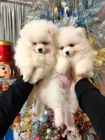 processed/4b8dfd10-c92f-489d-8f3d-d0e0c6d1f4df/listing/768817fc-7714-4326-82f3-336eaee013f7/97d3ea65-3a1a-4b64-a5fa-ec5d7973d0a3