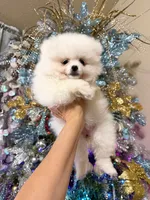 Puppy girl, a female Pomeranian for sale in Fair Oaks, CA – Photo 2 of 6