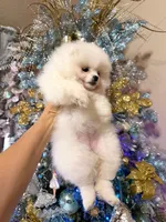 Puppy girl, a female Pomeranian for sale in Fair Oaks, CA – Photo 4 of 6