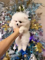 Puppy girl, a female Pomeranian for sale in Fair Oaks, CA – Photo 1 of 6