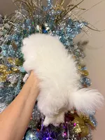 Puppy girl, a female Pomeranian for sale in Fair Oaks, CA – Photo 3 of 6