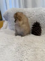 Aladin, a male Pomeranian for sale in Fair Oaks, CA – Photo 2 of 5