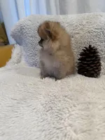 Aladin, a male Pomeranian for sale in Fair Oaks, CA – Photo 1 of 5