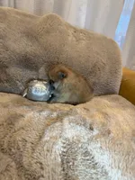 Aladin, a male Pomeranian for sale in Fair Oaks, CA – Photo 4 of 5