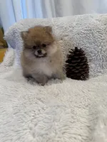 Aladin, a male Pomeranian for sale in Fair Oaks, CA – Photo 3 of 5