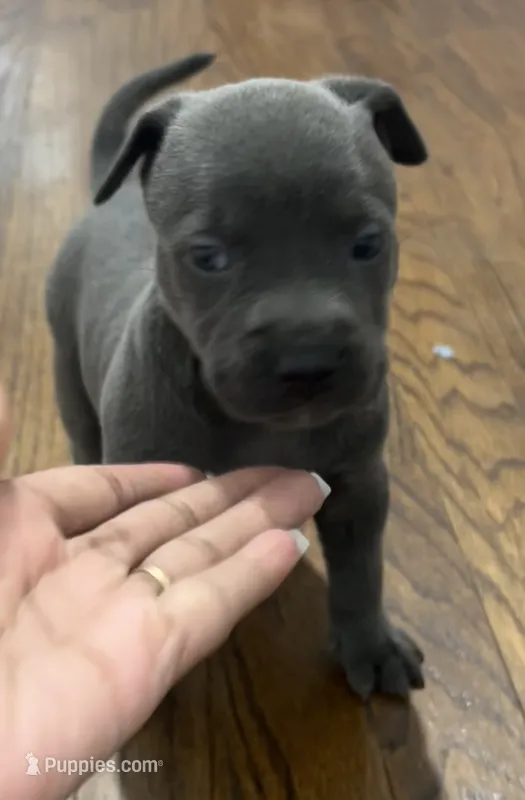 Max – American Bully puppy for sale in Hartsville, SC