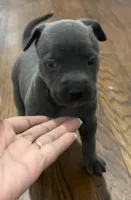Max, a female American Staffordshire Terrier and American Bully for sale in Hartsville, SC – 5 of 6