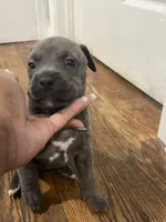 Nancy, a female American Staffordshire Terrier and American Bully for sale in Hartsville, SC – 3 of 7