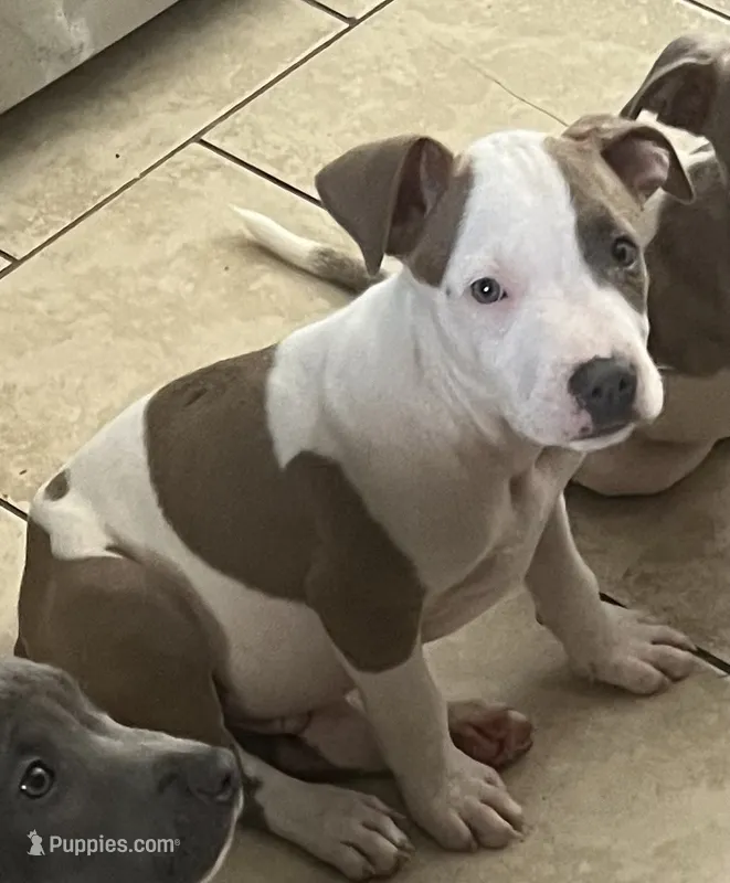 Wishbone – American Staffordshire Terrier puppy for sale in Hartsville, SC