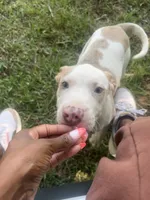 Dozer, a male American Staffordshire Terrier and American Bully for sale in Hartsville, SC – 2 of 3